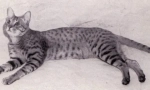 Mačke uzgajivači otqiq: little dom leopards
